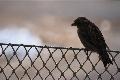 Hedge sparrow on a fence, at 200mm, aperture 5.6