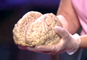 Real Human Brain, held by Jill Bolte Taylor